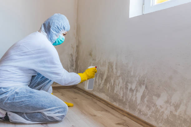 Licensed Basement Mold Remediation service in Castalia, NC - WQB Mold Removal